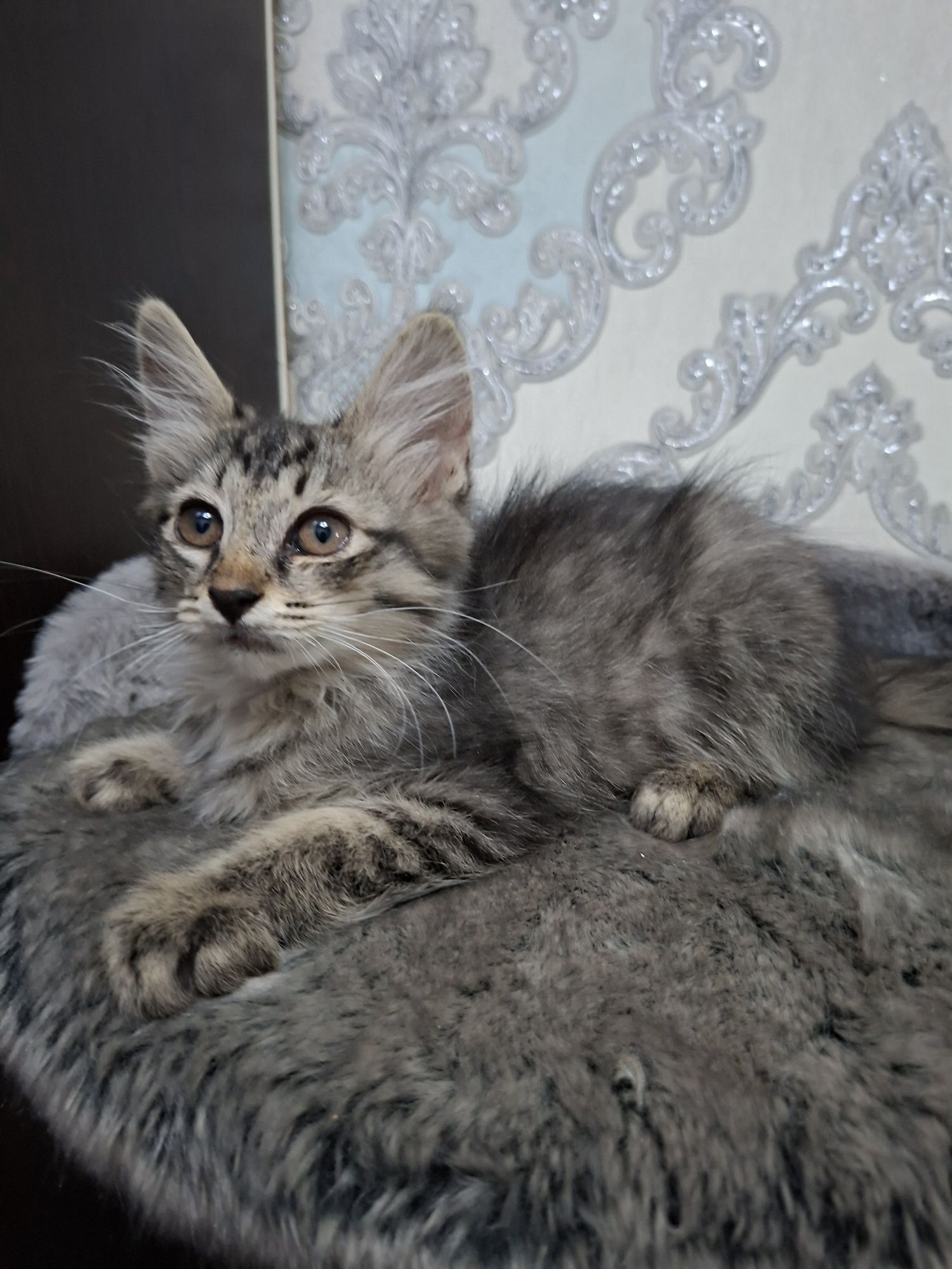 Котята хорошие руки