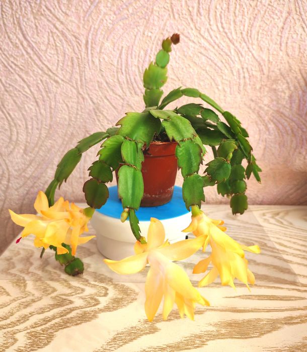 Сортовая Шлюмбергера (декабрист)