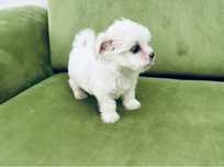 Bichon maltez pui