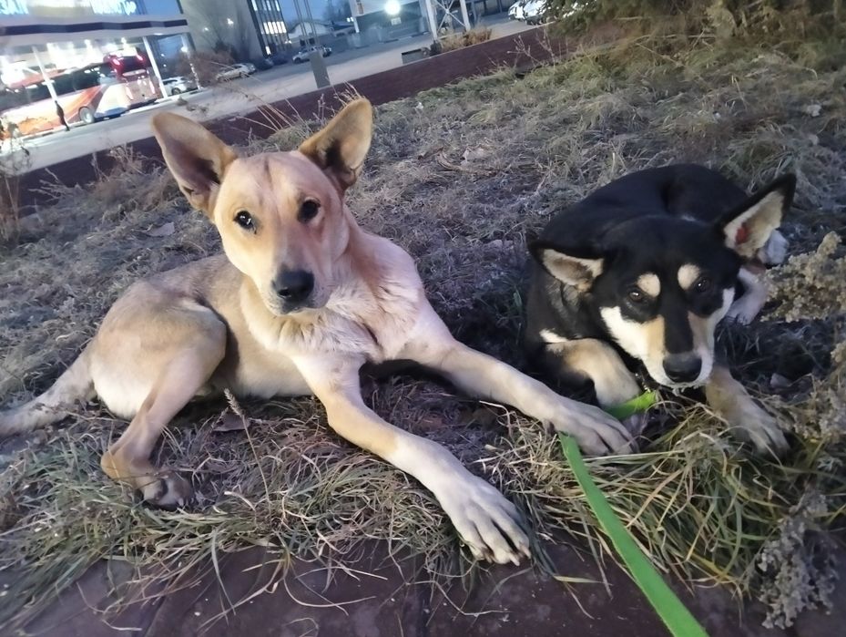 Ищем дом для собачек.