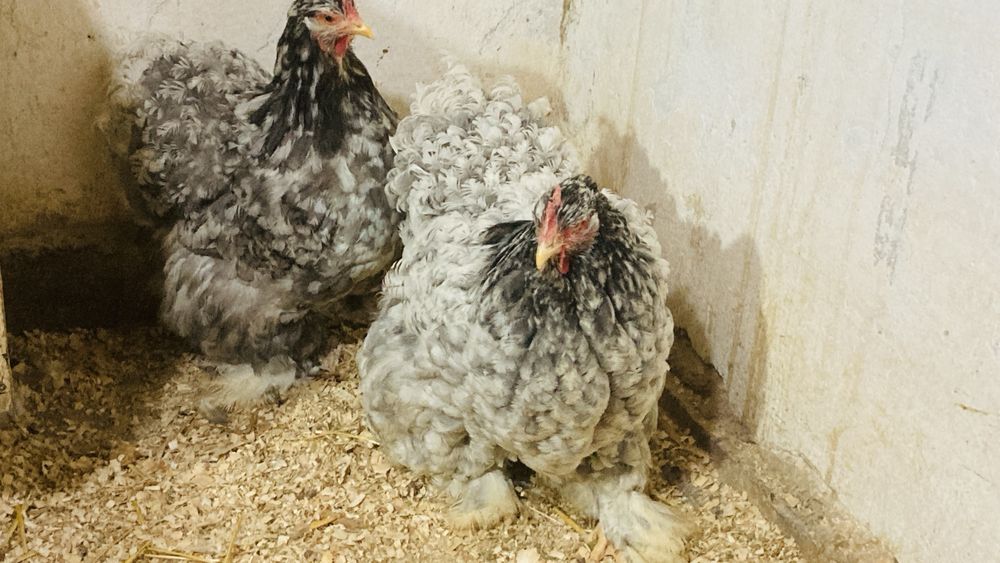 Cochinchina urias bobat negru si albastru