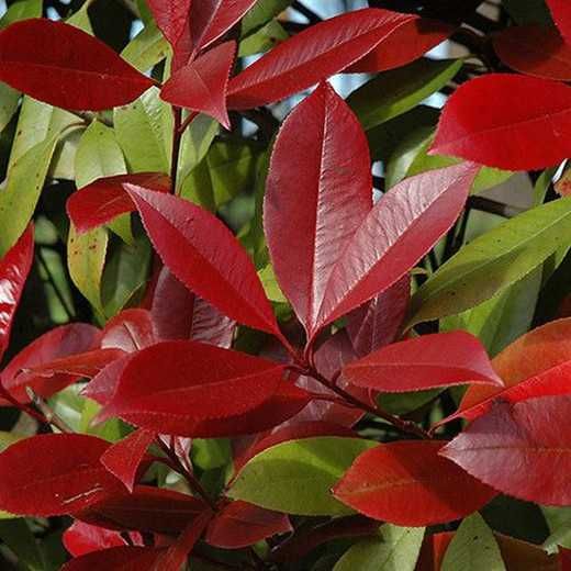 Photinia Fraseri Red Robin +/- 15 cm