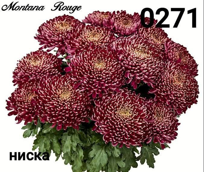 Хризантеми -7лв.бр.