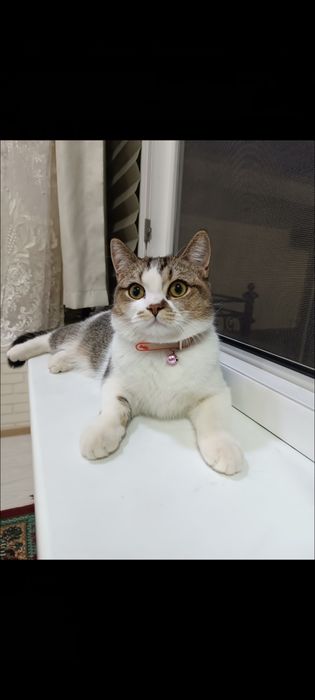 Скотиш страйт 7 месяцев девочка