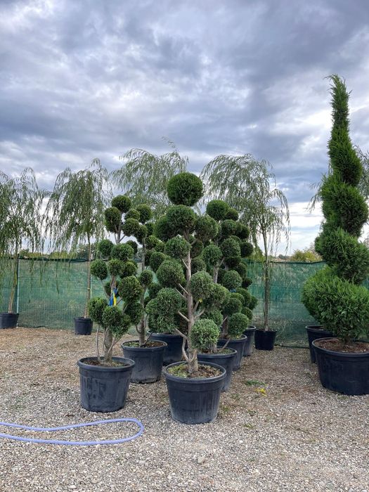 Vând diferite specii de plante ornamentale