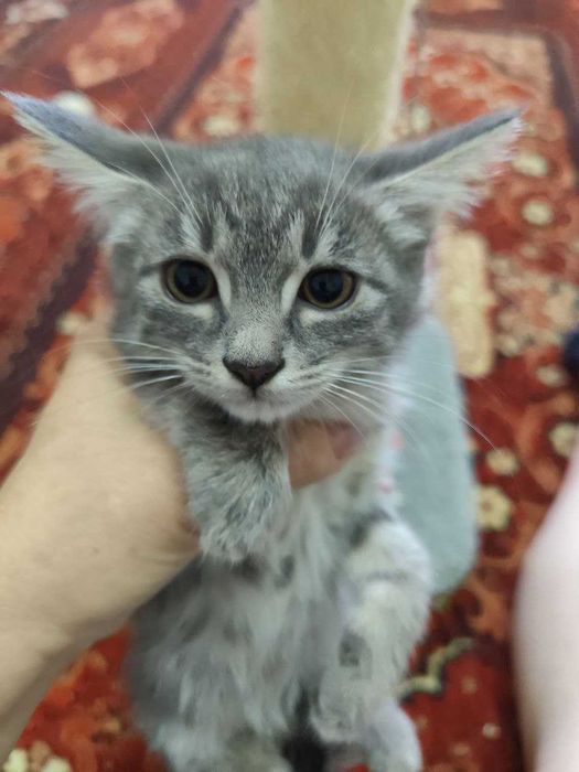 Пристраиваются замечательные котята