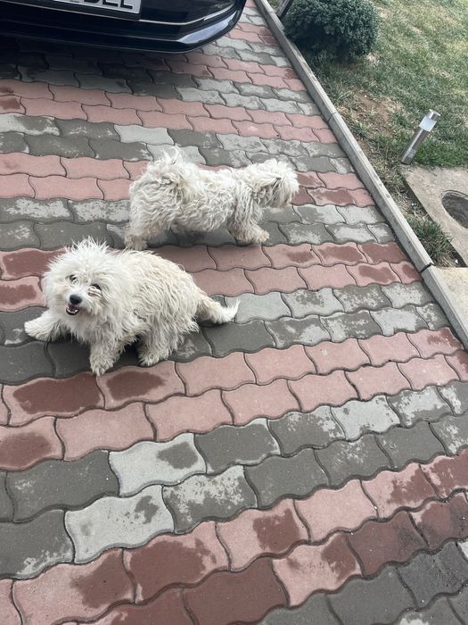Donez 4 catei bichon