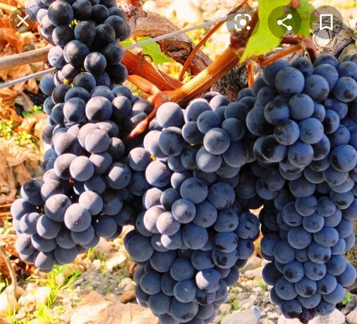 Am început recolta struguri de vin 2025