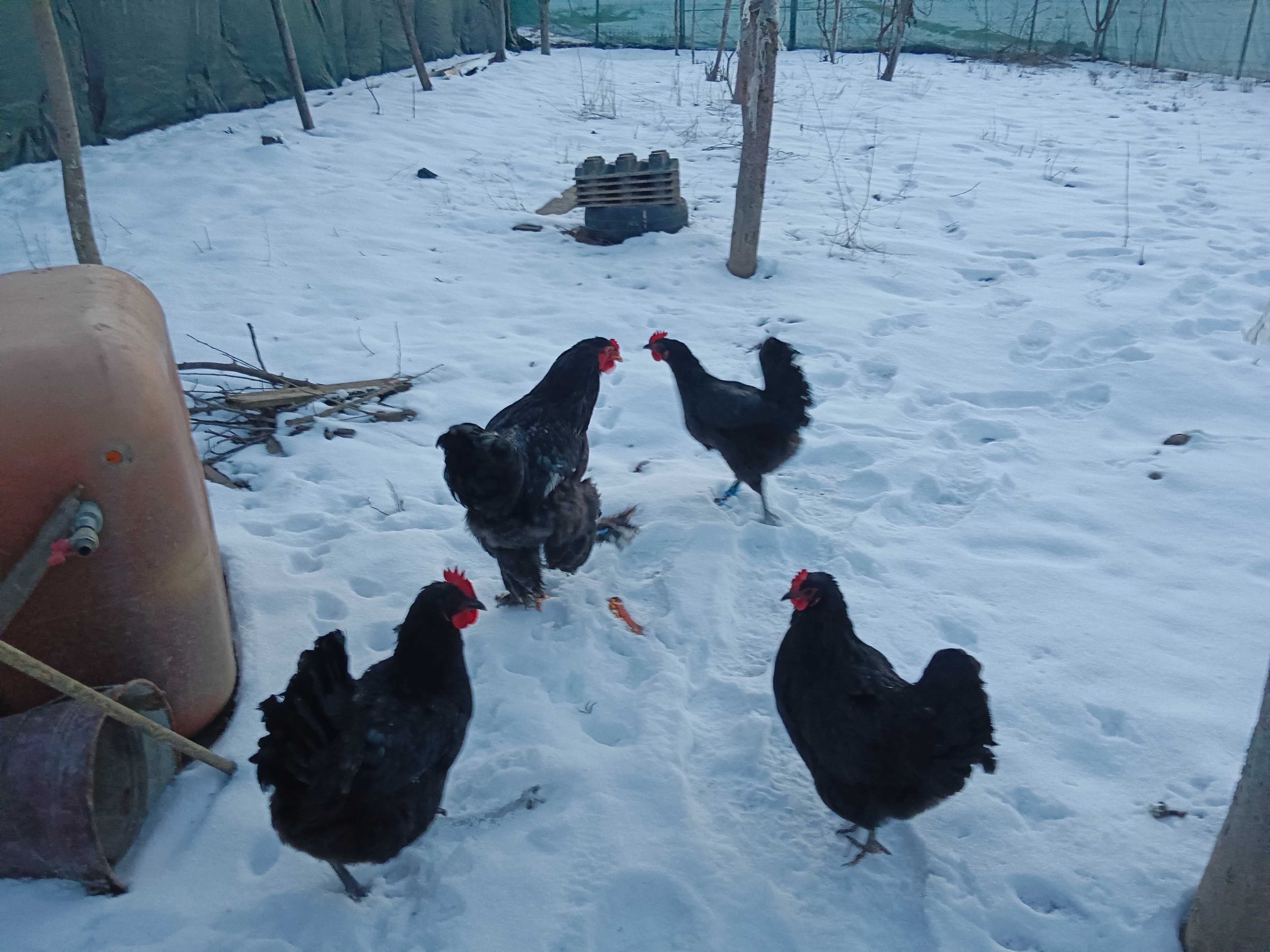 Cocosi austrolop sau ouă găini 6 lei buc rasa austrolop.