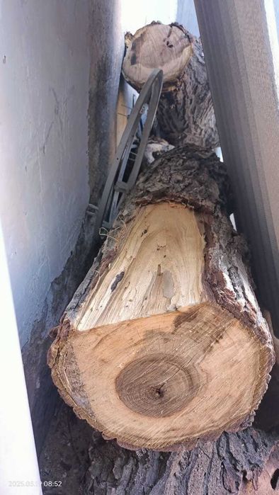 Пеньки разного диаметра