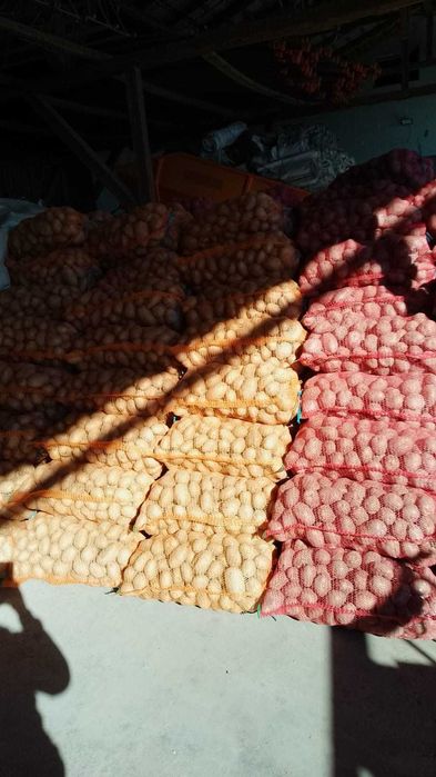 Cartofi consum Carrera Bellarosa Red Fantasy Ultra