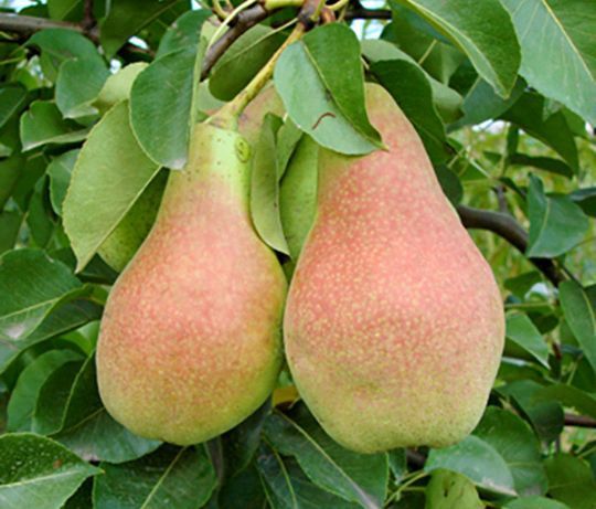 Pomi fructiferi La Ghiveci (Păr )