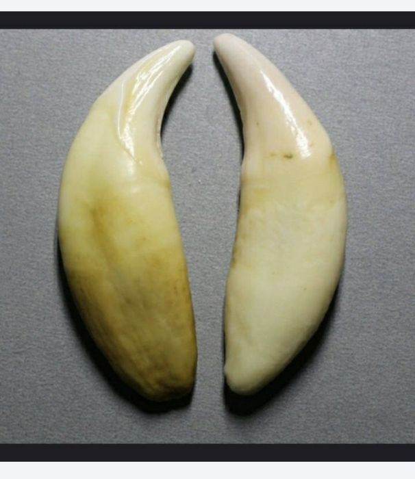 Colț de lup natural 50-60 mm