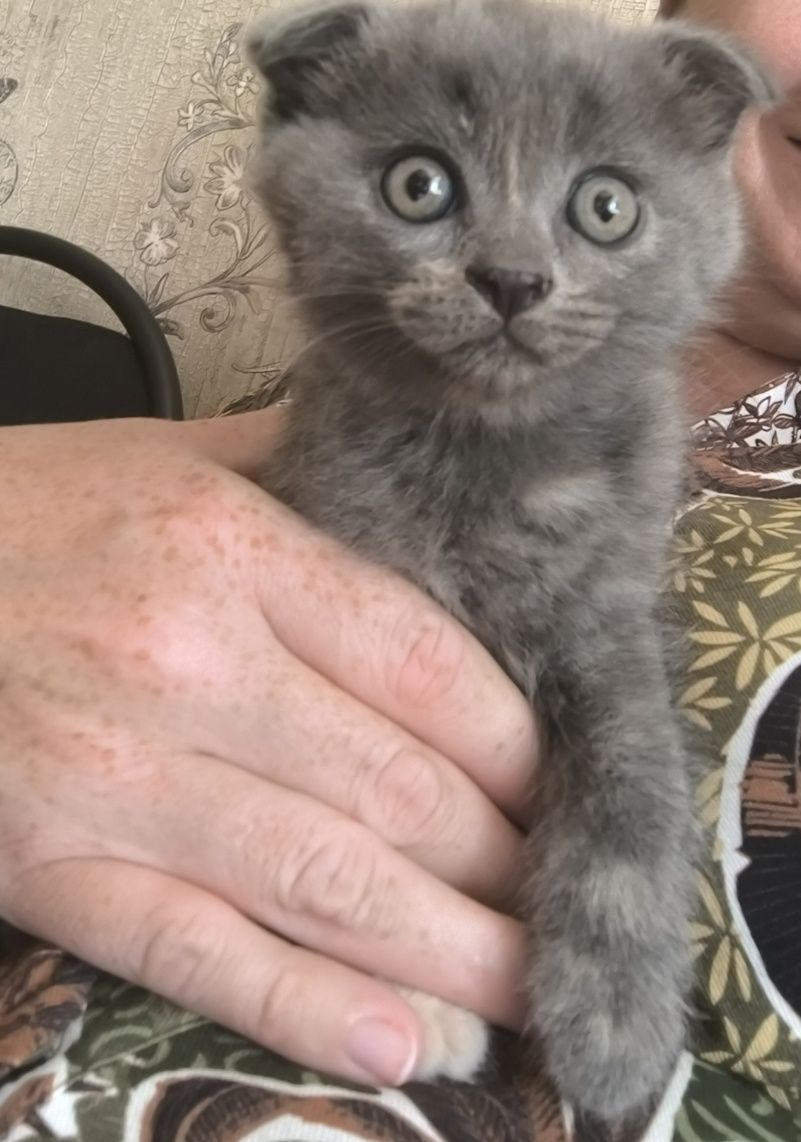 Продаются котята