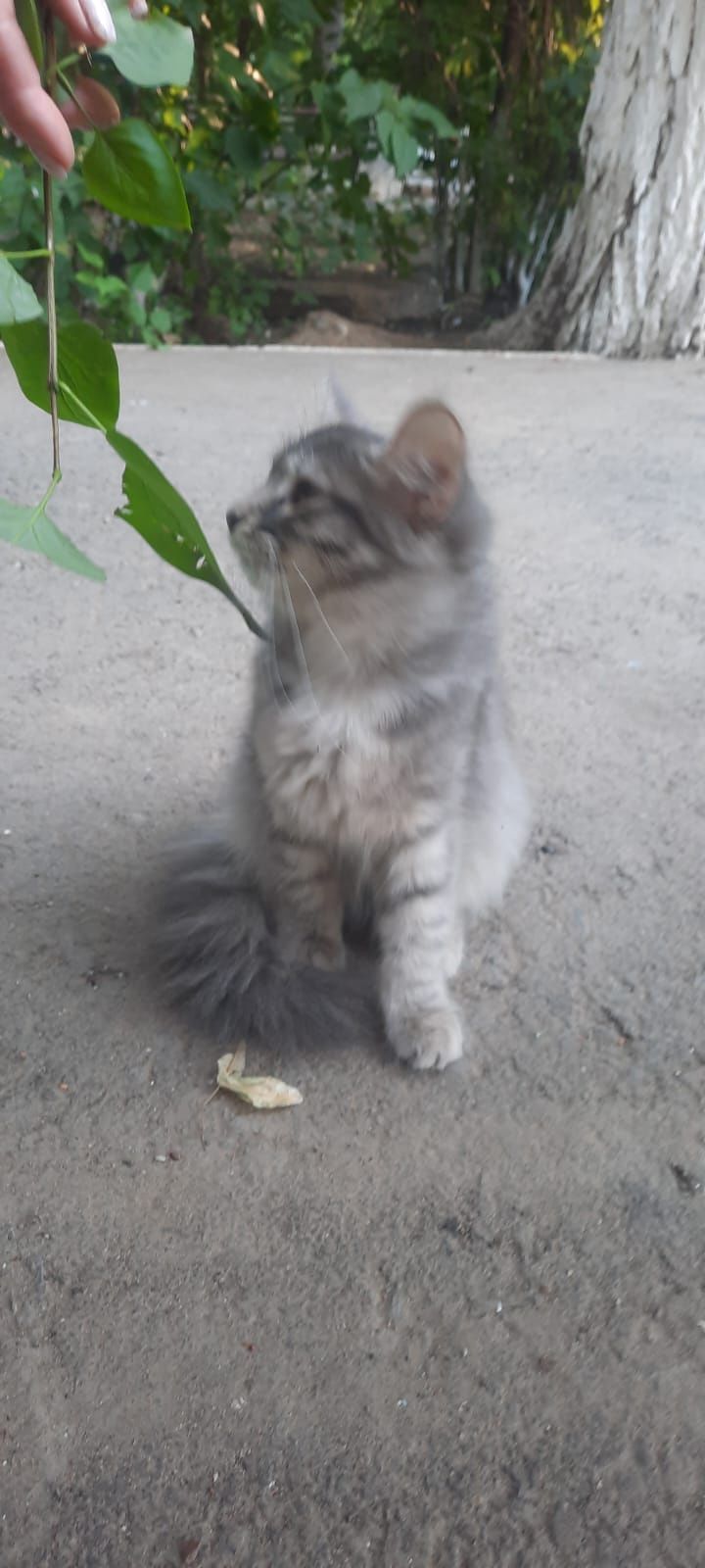 Отдам котёнка девочку в добрые руки