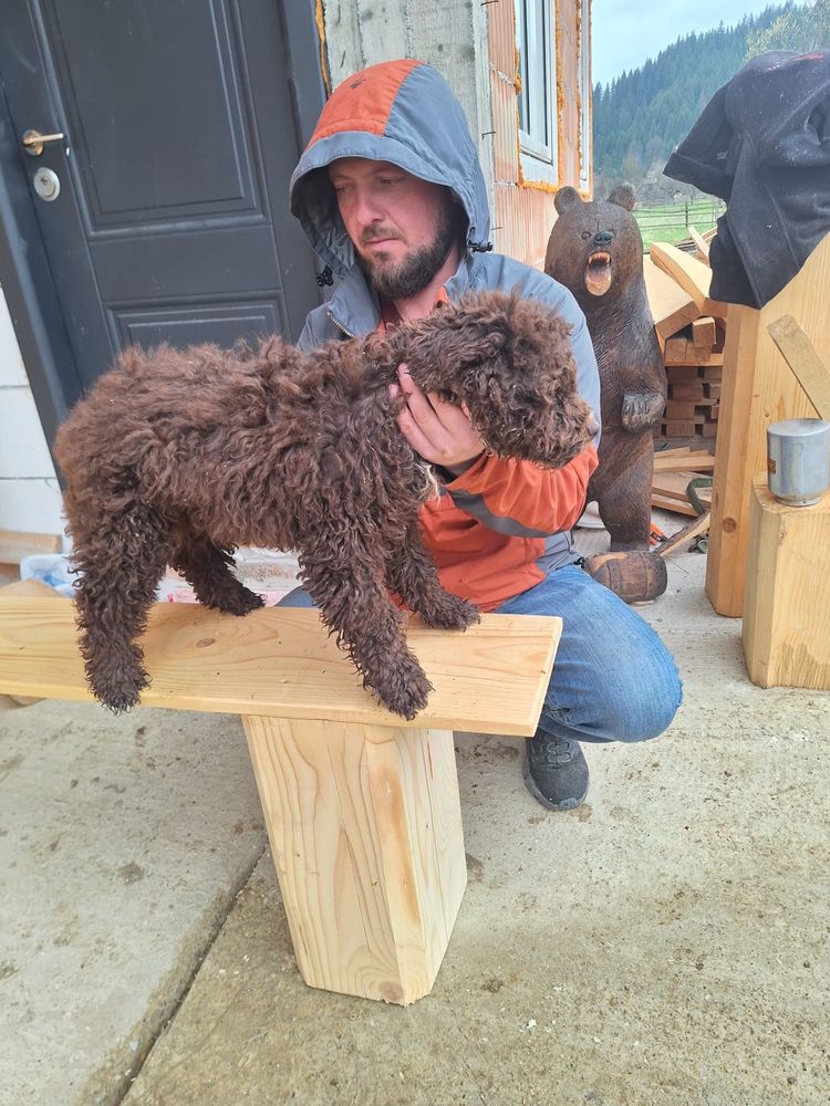 Lagotto Romagnolo pt Trufe