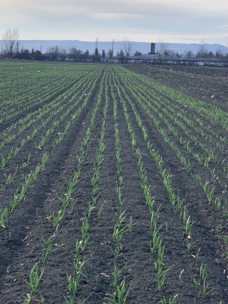 Usturoi de plantat producție
