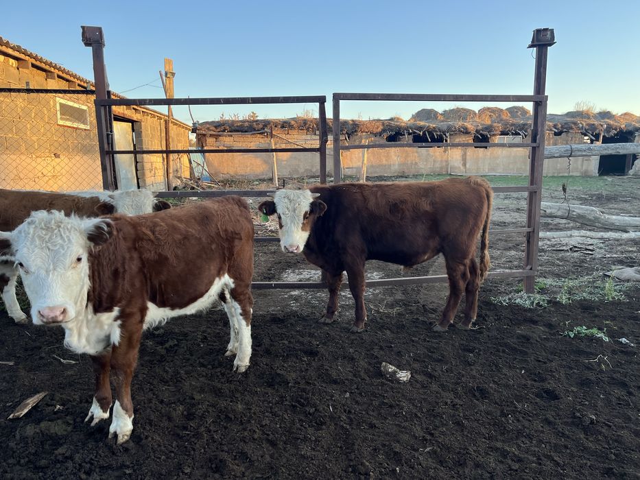 Баспақ, подсос, , баспак, сиыр, бұқашық, падсос, бычок,  төл, еркек