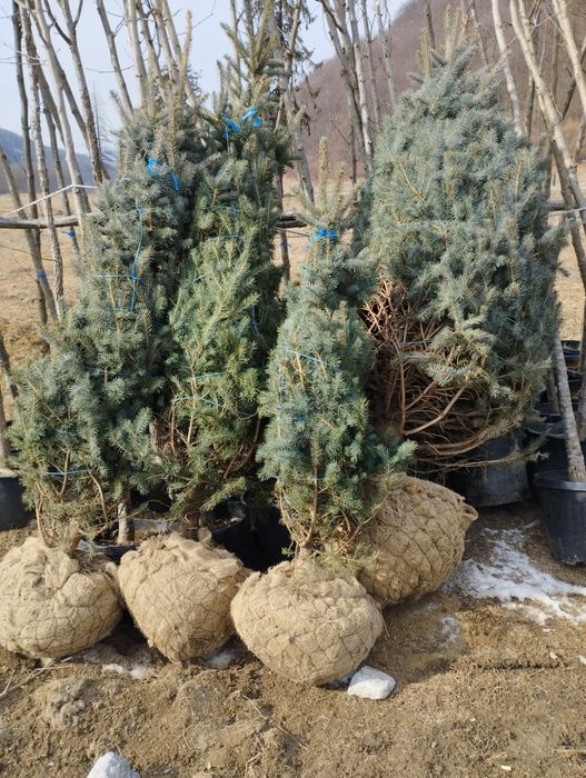 Plante ornamentale și gazon rulou