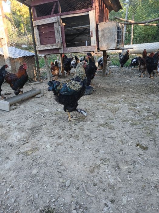 Cocoși de casă de vânzare