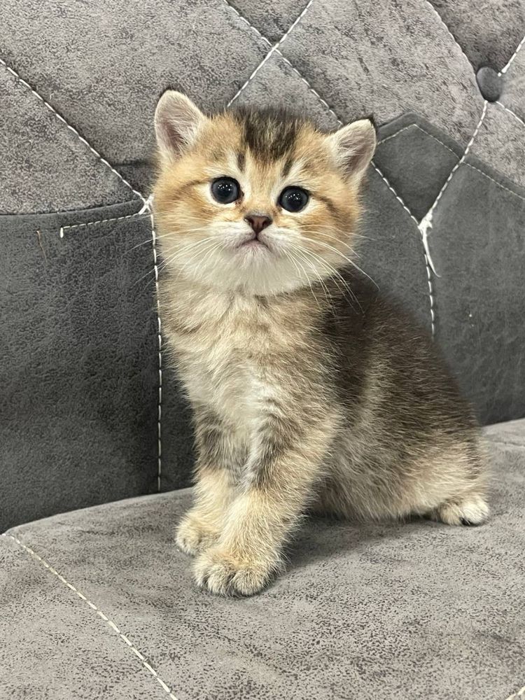 Котята золотая шиншилла
