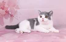 British Shorthair  bicolour cu pedigree