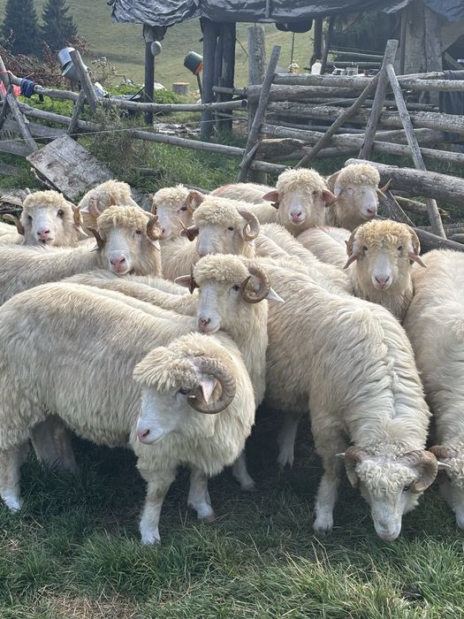 Disponibile  oi si berbeci