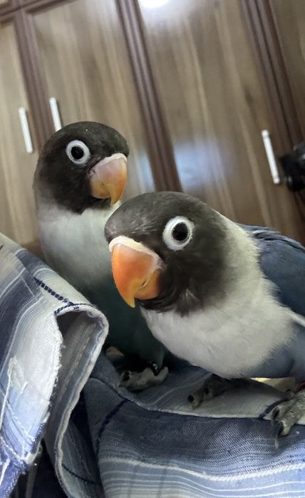 Неразлучник маска