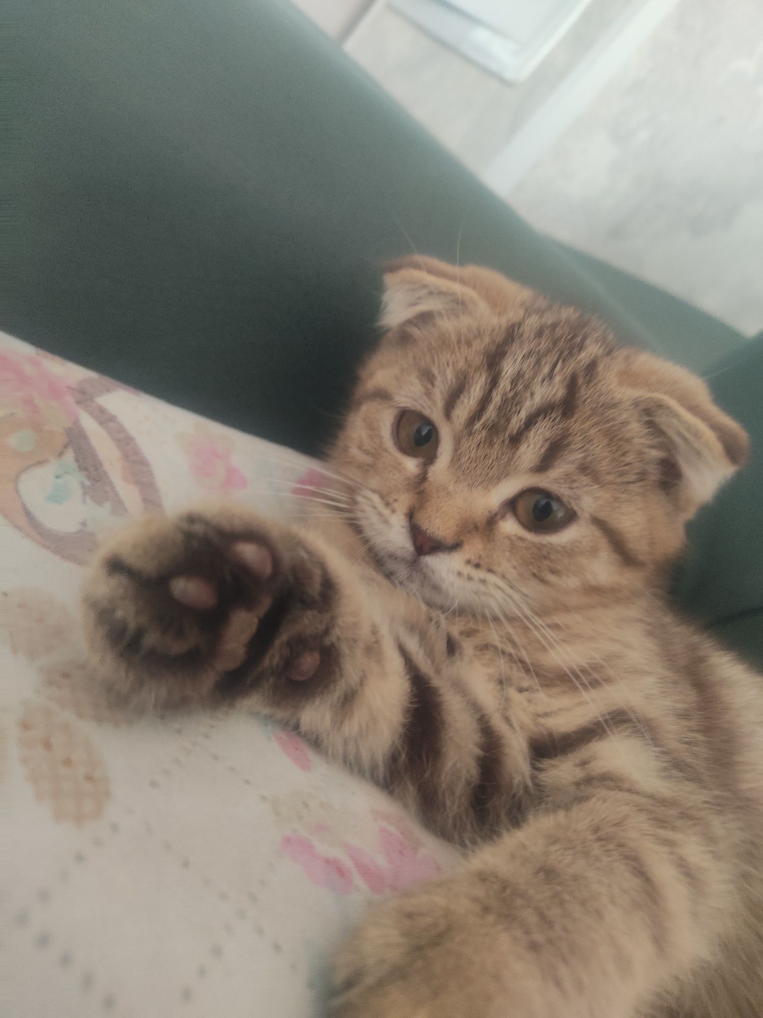 Шотландский Котёнок