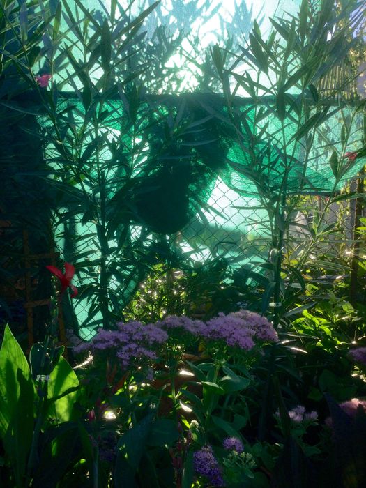 Leandru roz cu floare dubla 1,75 m inaltime