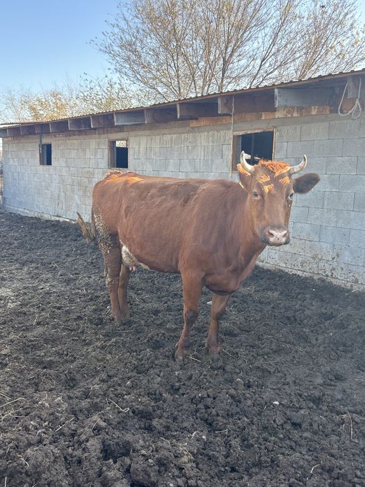 Крупно рагатый скот