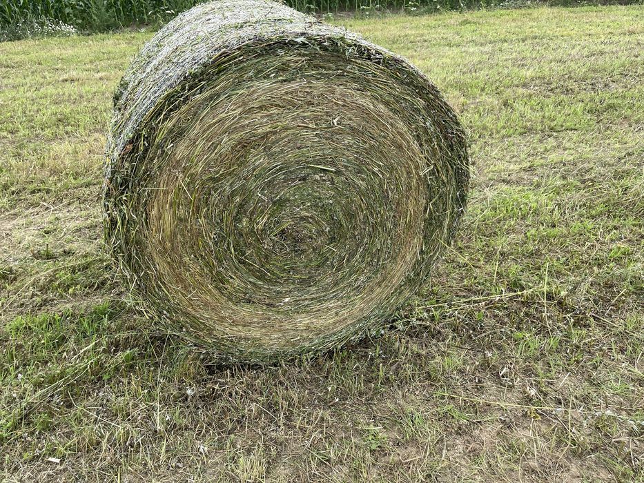 Baloti lucerna tocata infoliati (semifân) și fan din agric. ecologică