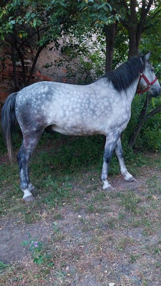 Vând urgent cal de 5 ani foarte blând
