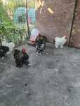 De vanzare cochinchina pitic