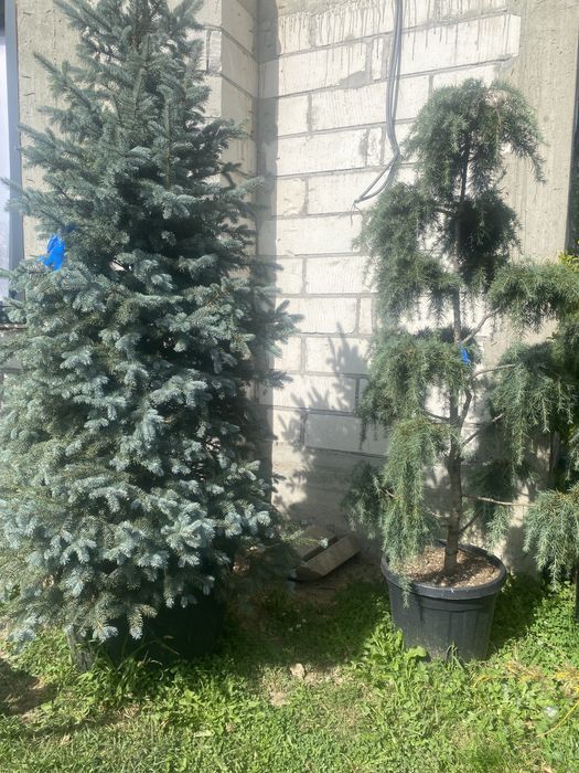 Brazi,și plante ornamentale etc