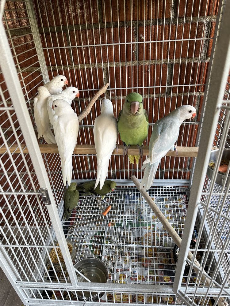 Puiuți blanzi de papagali Micul Alexander