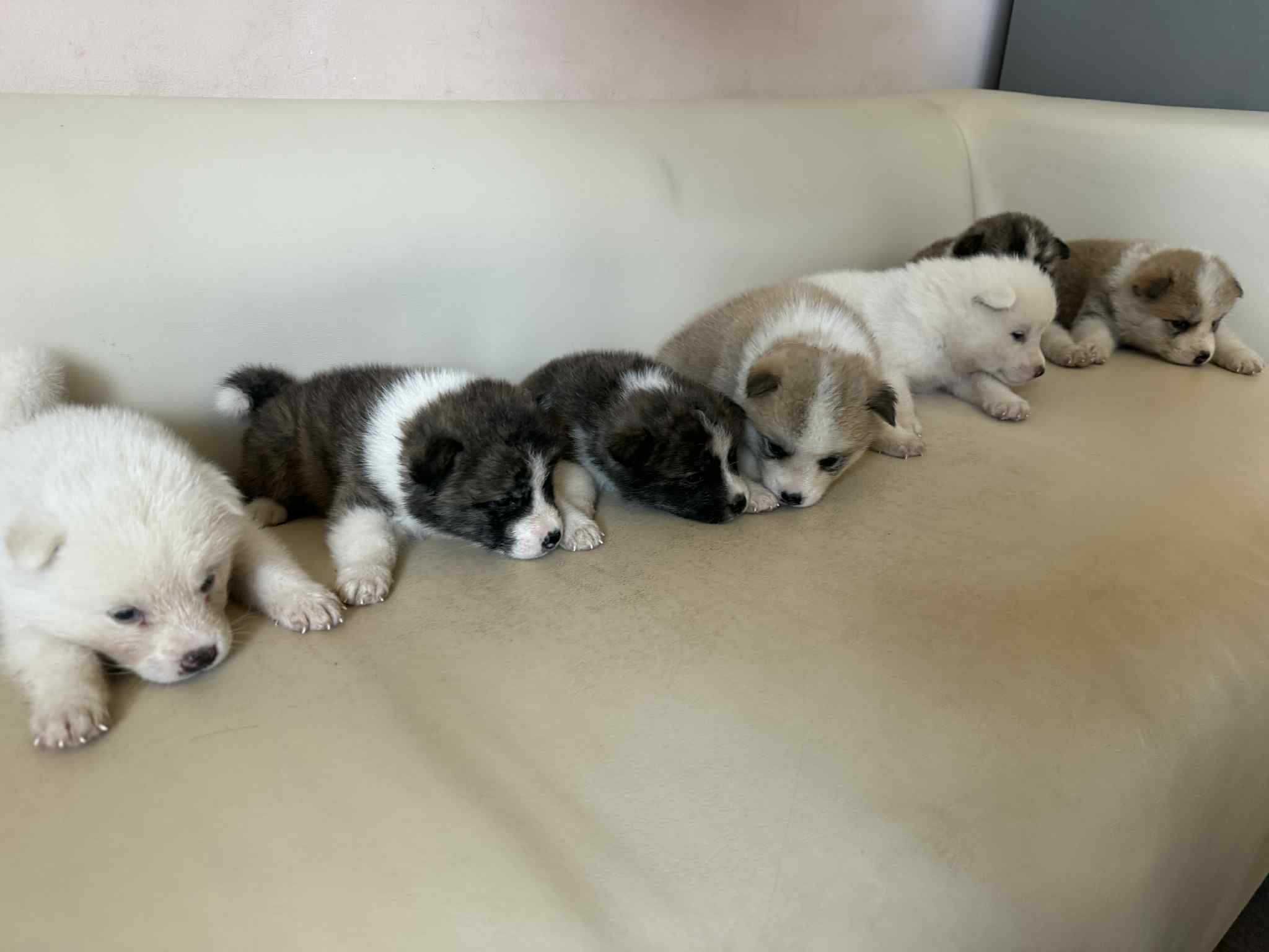 Кученца Японска Акита (Akita Inu)