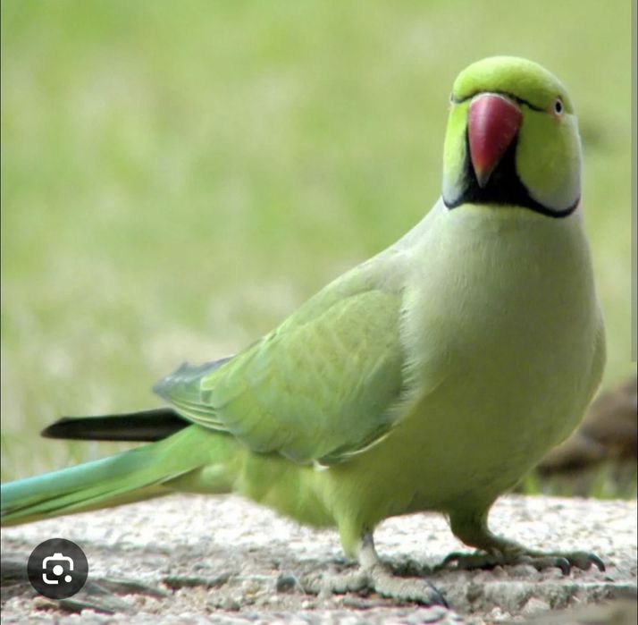 Papagal Micul Alexandru și Agapornis