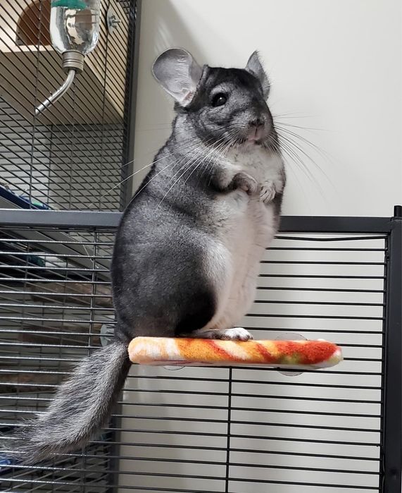 Pui șinșila cinchila chinchilla cincila - animal de companie