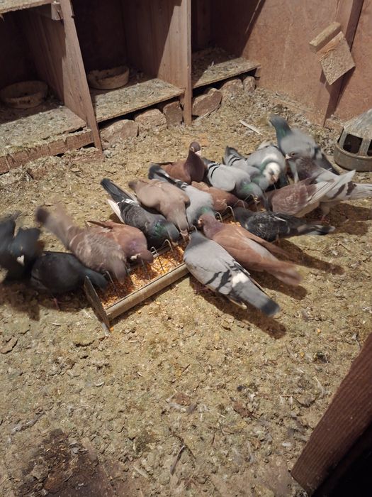 Vand 10 perechi de porumbei posta de ornament