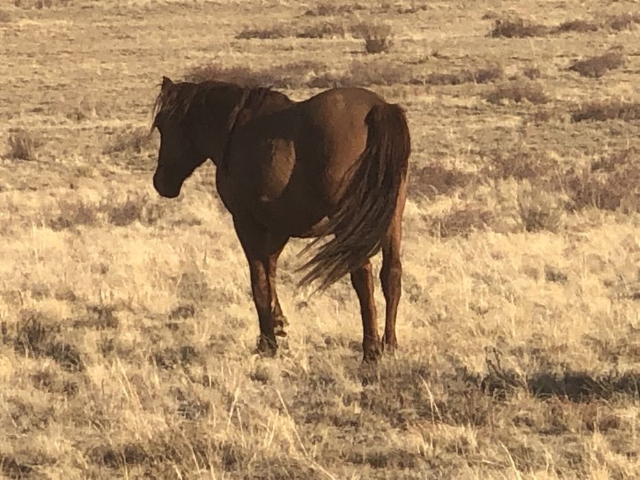 Айғырлыққа құнандар сатылады