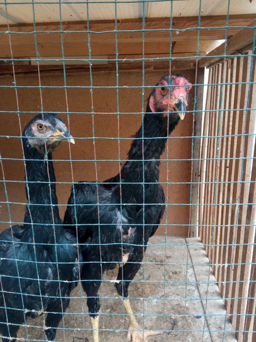 Daken xoroz tovigi bilan