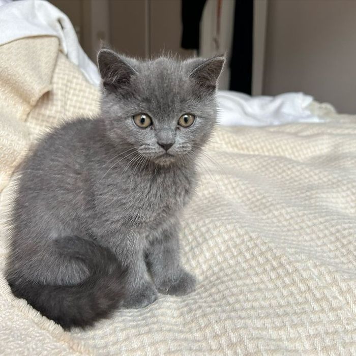 British shorthair