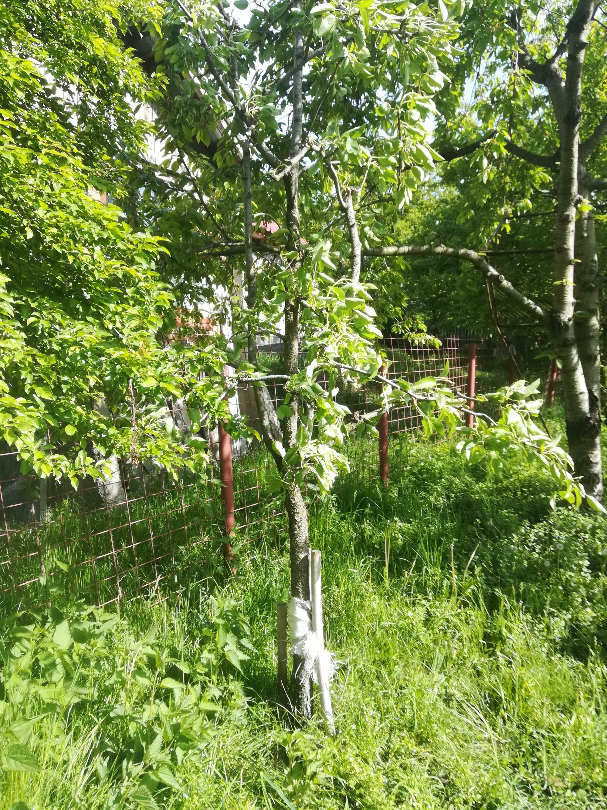 Ofer servicii de curatenie/intretinere-curte/gradina-Bucuresti/Ilfov