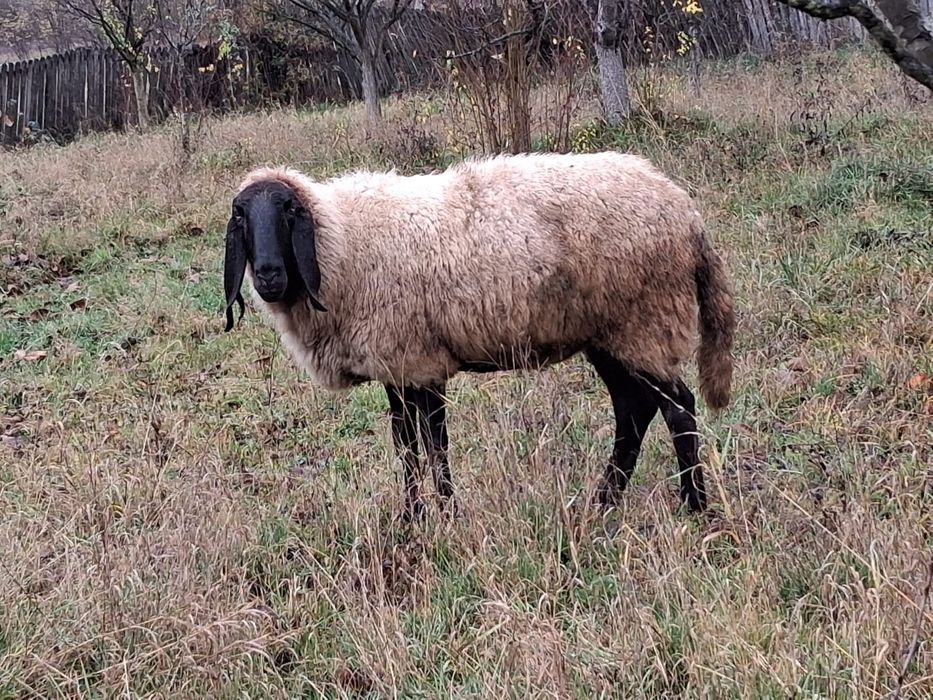 Vând oi Bergamasca și sârbești