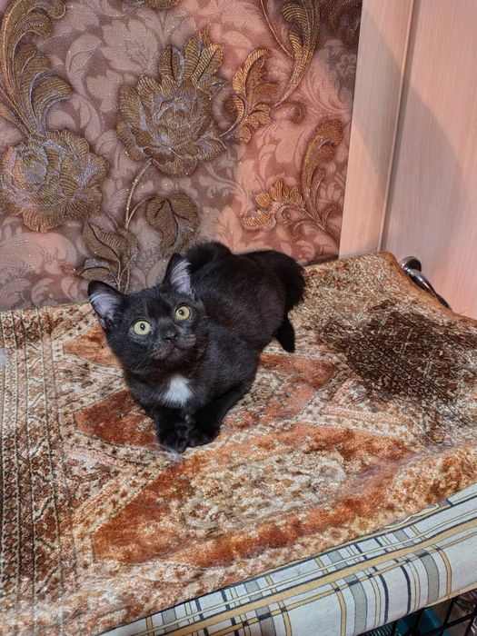 Отдам котёнка в добрые руки