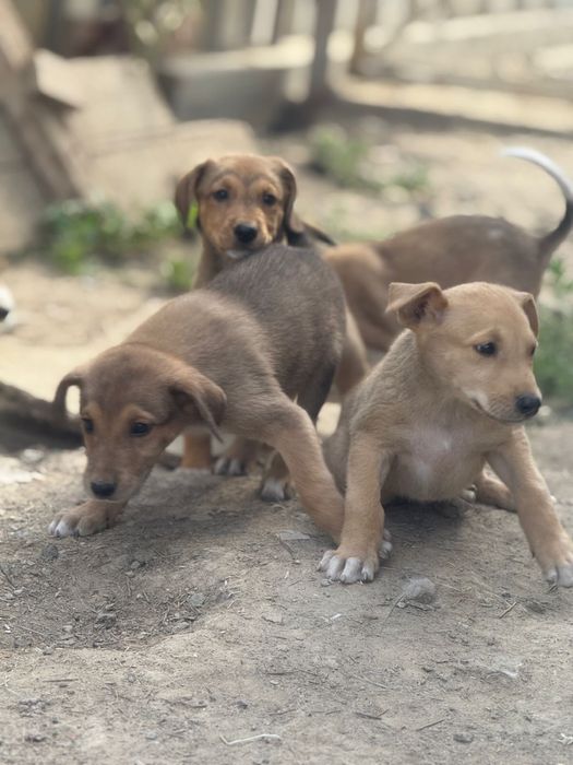 Отдаются только в добрые и ответственные руки!