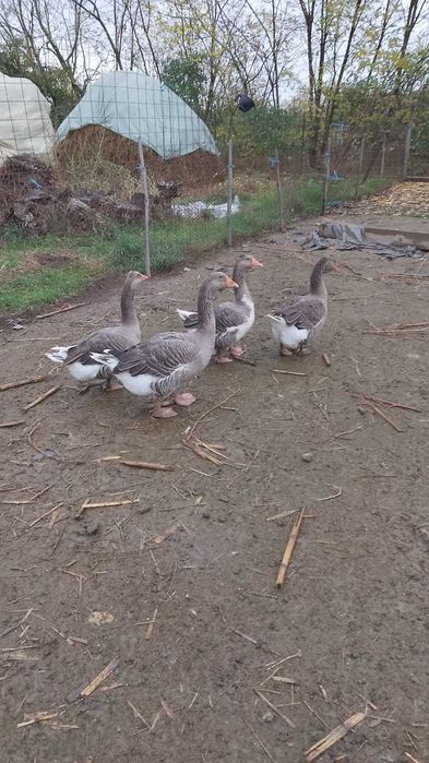 Vând curci, curcani și gâște