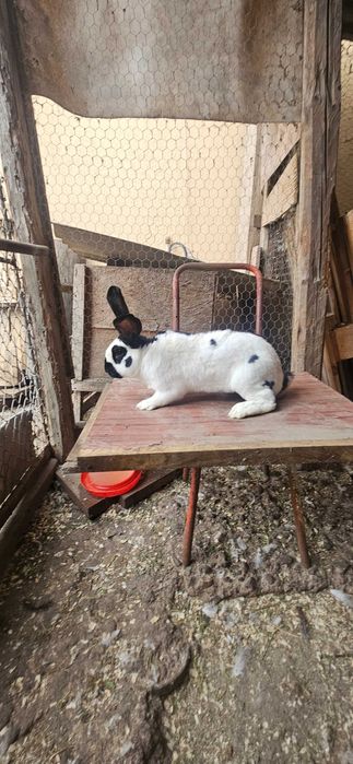 Mascul fluture german