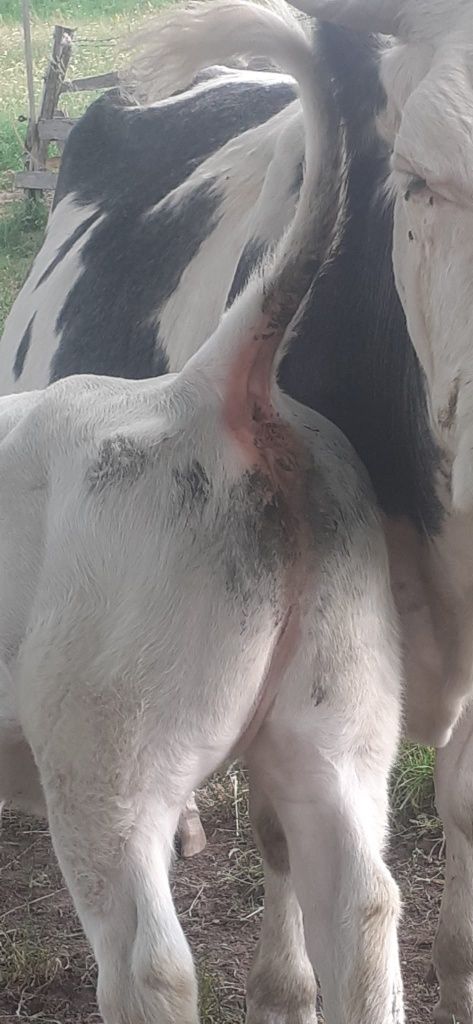 Vaca belgiana cu vitea de vanzare